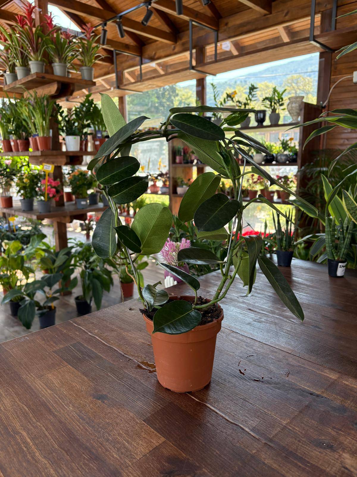 Madagaskar yasemini